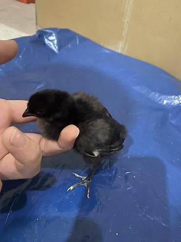 ari satisi: Toyuq cücələri, Damazlıq — 2