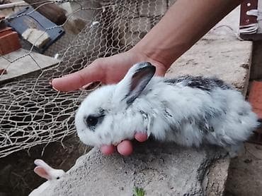 ayam cemani yumurta: Karlıq balaları Ev dovşanı balaları – boz-ağ xallı - Növ: Ev dovşanı — 4
