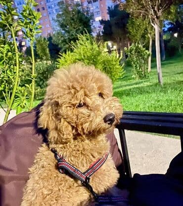 той пудель цена в баку: Пудель, 2 года, Самец, Для вязки — 2