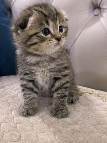 siam pisiyi haqqinda: Britan, Erkək — 6