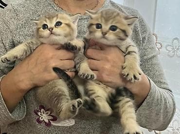 Digər heyvanlar: Britan — 6