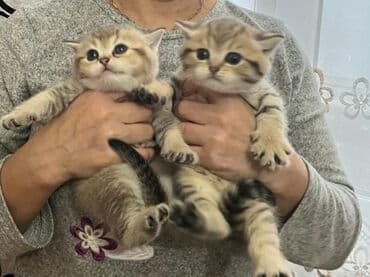 Lincoln: Sevimli pişik balaları - Növ: Ev pişiyi, müxtəlif balalar - Rənglər — 10