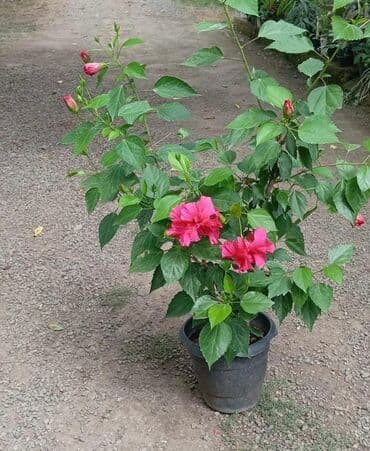 Çöl bitkiləri: Hibiskus bitkisi böyük, yaşıl yarpaqlara və parlaq, ekzotik çiçəklərə — 2