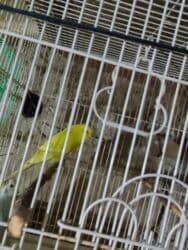 попугай ара цена: Salam bala cavan qusdardi isimle əlaqeli yeni teze duzeldim baxan — 12