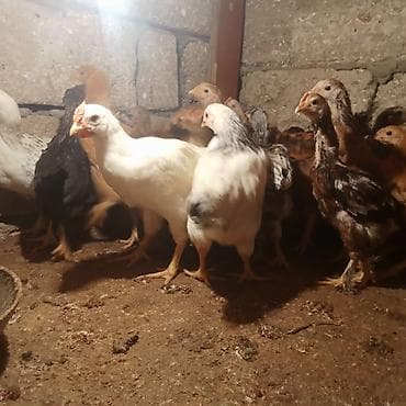 samsung c3 ekran: Samsung B200, 2 GB, rəng - Ağ, Barmaq izi — 3