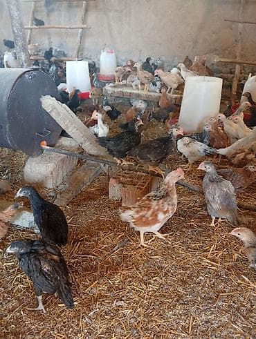 xoruzun nece rengi var: Toyuq cücələri, Ətlik — 3