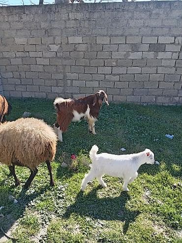 Keçilər, çəpişlər: Satılır: keçilər (ana və balası) və tekə Təsvir: - Şəkillərdə görünən — 3