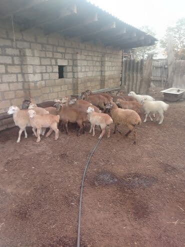 lal ordək balası satılır: Salam 50baş qoyun satılır 18 dogub 8 10 kilolug quzları var altında — 5