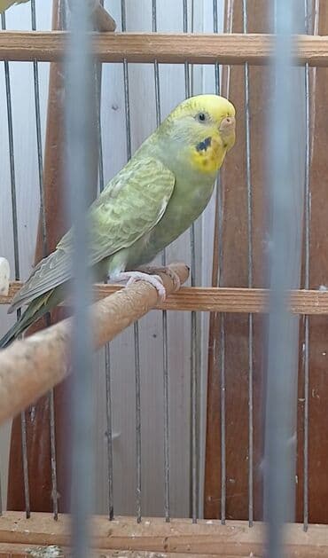 goyercin yuvasi satilir: Temiz qan disi roinbos — 2