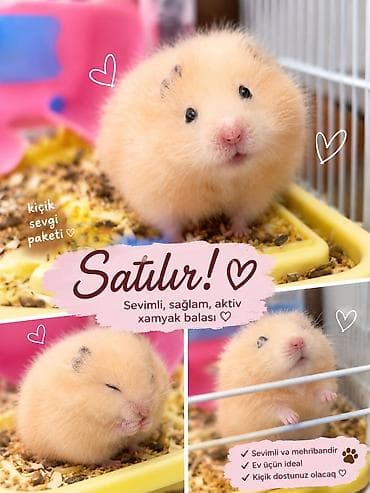 Çox şirin və baxımlı hamsterdir. Qəfəsi ilə birlikdə satılır — yəni — 2
