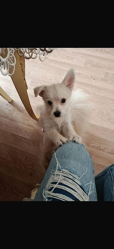 it balasi satilir: Erkek, Ünvandan götürmə — 1