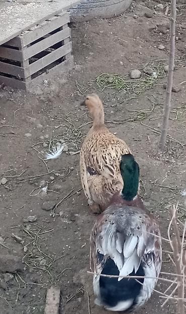 bildircin yumurtası satilir: Məhsul: Ördək balaları və yumurtaları Diqqət yalnız balalar satılır — 5