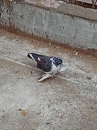 goyercinlər: Cins göyərçin – ləpəli ayaqlı, rəngarəng naxışlı - Növ — 4