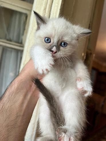 lalafo pisik: Britan — 2