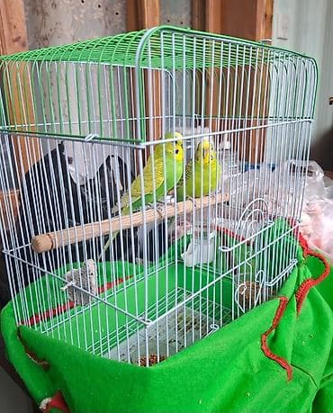 Akvariumlar: Cüt Dalmatian (sevimli) bəyaz-yaşıl dalğalı papuqaylar və qəfəs dəsti — 2