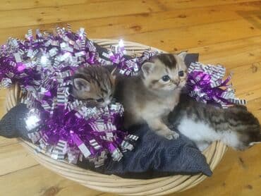 Amerikan Shorthair, Erkək, Dişi, Yaxşı əllərə, Ünvandan götürmə, Pulsuz çatdırılma, Ödənişli çatdırılma