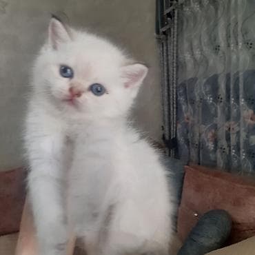 it qiz: Qızıl şinşilla, Erkək, Yaxşı əllərə, Ünvandan götürmə, Ödənişli çatdırılma — 6