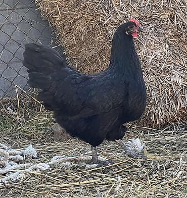 kənd toyuqlarının satışı: Toyuq, Australorp, Damazlıq — 8