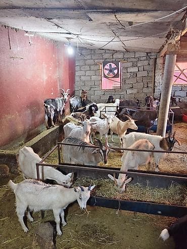 kecı: Heyvandarlıq üçün keçilər sürüsü - Növlər: müxtəlif rəng və cinsli — 3