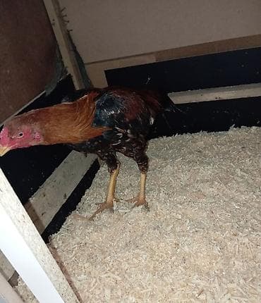 Dovşanlar: Salam. Güclü cins həyrati becələr satılır. Fərqli cinslərdi fərqli — 8