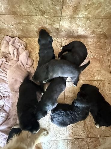 alman coban itləri: Labrador Retriver 50 gunluk balalar tam saglamdirlar qurd dermanlari — 6