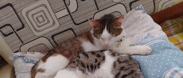 Другие животные: Самец, В добрые руки, Бесплатная доставка — 3