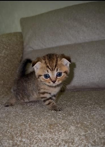 gold pişik: Black gold və tabby 1 ay yarım Yalnız Ciddi Alıcılar Narahat Etsin! — 4