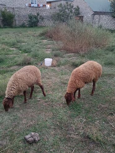 quzu satilir: Quzu, Erkək, ay: 5, 25 kq, Ətlik, Ünvandan götürmə — 3