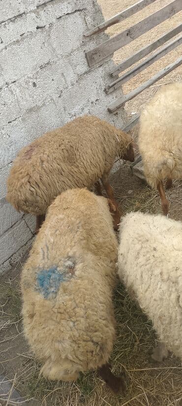 arpa bugda: Dişi, il: 5, 5 kq, Damazlıq, Ünvandan götürmə — 5