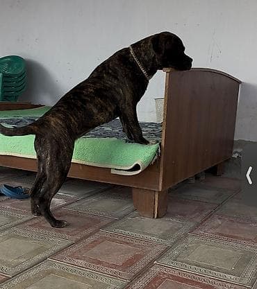 Kane-Korso, 9 ay, Dişi, Peyvəndli