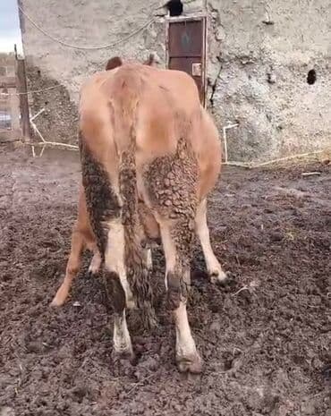 Куры: Самка, лет: 1, 450 кг, Для разведения, Платная доставка — 2