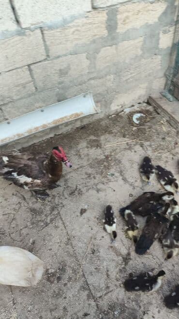 Keçi, çəpiş: Ordek 35 azn — 5