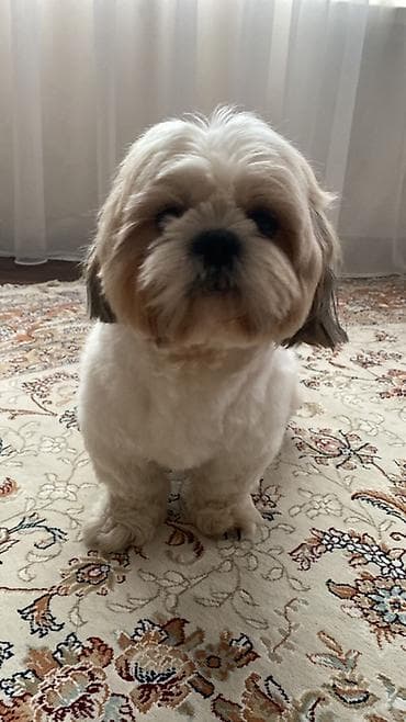 ev heyvanlari: Shi-tsu, 6 ay, Erkek, Pulsuz çatdırılma — 3