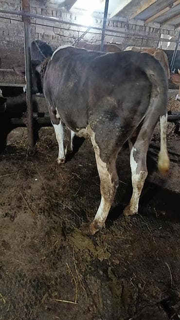 inek adları: 1 ci qarina iyunun 14 ne dogacaq Duye anasi Ivanovka cinsidi 35-38 — 3