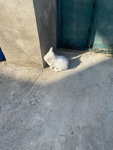 Satılır doşan