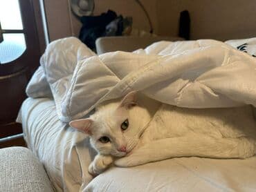 tüksüz pişik: Dişi, Yaxşı əllərə, Ünvandan götürmə — 3