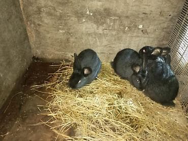 cucə yemi: Məhsul: Dovşanlar (balalar) Təsvir: - Şəkillərdə müxtəlif sayda — 4