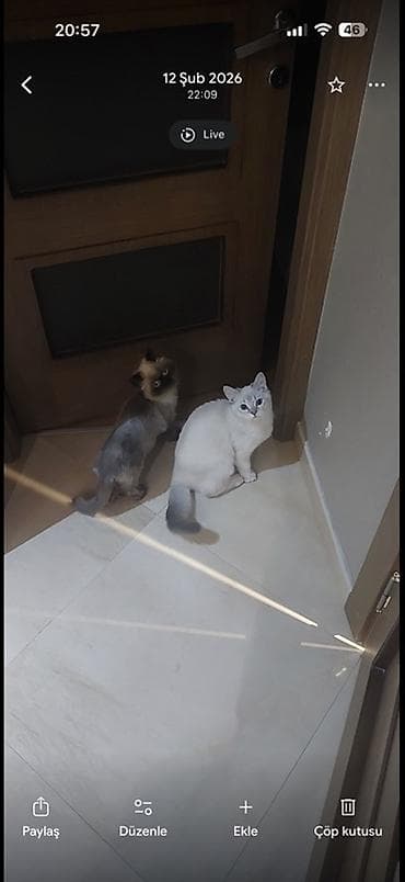 benzin pila: Ev pişikləri üçün qapı keçidi – daxili qapılara quraşdırılan pəncərə — 1