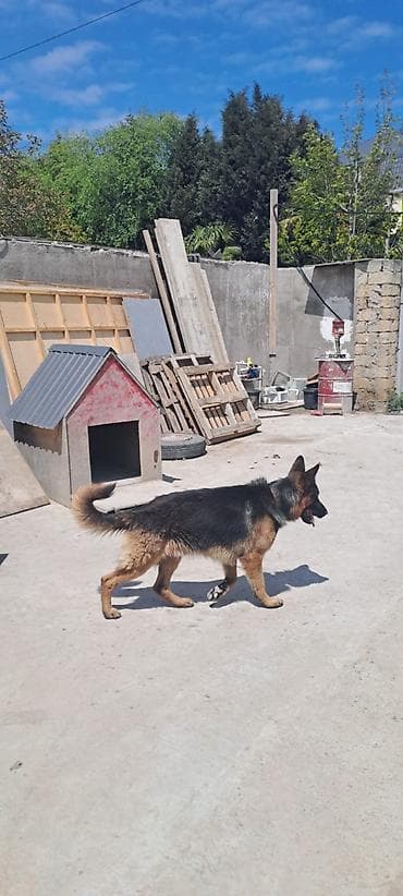 sabuncu it bazari: Alman çoban iti, 2 il, Erkek, Ünvandan götürmə — 2
