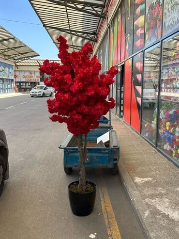 bitki toxumlari: Depodan bir basa satis 70azn baslayan dekarativ suni agaclar topdan — 19