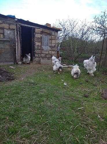 it sekilleri afcarka: Toyuq, Brama, Damazlıq — 10