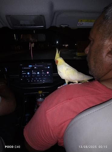 Nimfa (cockatiel) tutuquşu – sarı-qonur çalarında, başda xas quyruqlu