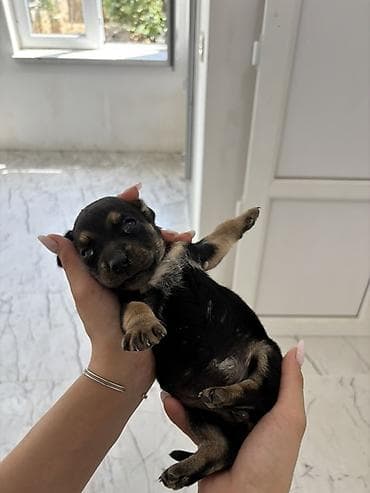 zvanok iti satışı: Koker spaniel taksa qarisigi 23 gunluk baladirlar — 6