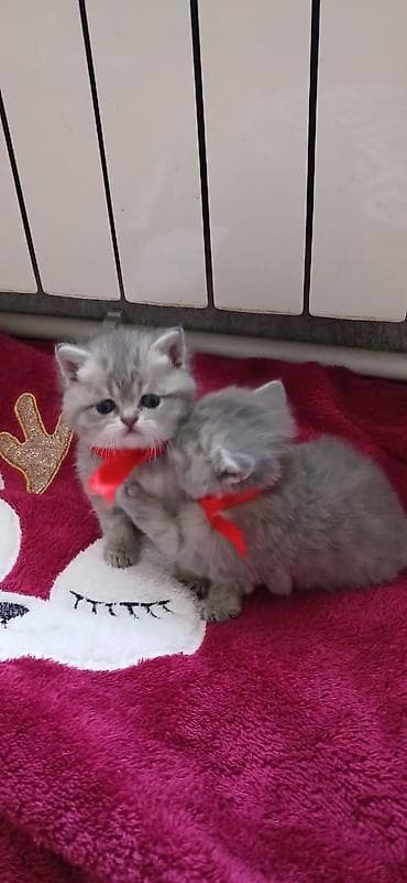 balaca cucə: Britan — 1