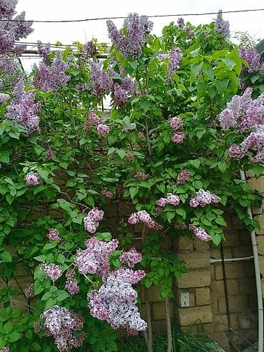 nergiz gulu: Yasəmən gülü . Xüsusi baxım ilə böyüdülüb. Cəmi 7 ağac .Real alıcı — 3