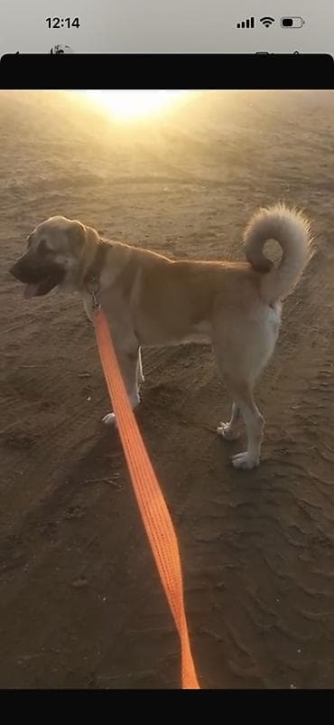 Digər heyvanlar: Kanqal — 7