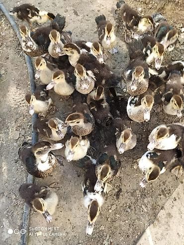 lavanda ordekleri: Xaçmaz . Ördək balaları satılır. 2 aylıq. 9 m
1 aylıq da var — 1