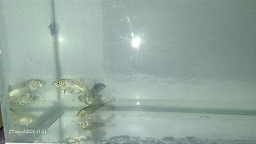 glofish balığı: Qızıl balıq, Sülhsevər — 2