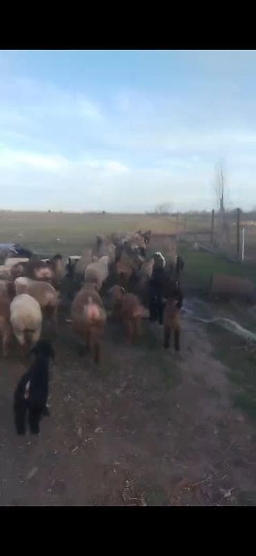 gence toyuq cuce: Əvvəla salam aleykum 55 baş qoyun 2 qoç 43 quzuvar qoyunlar damazlıq — 3