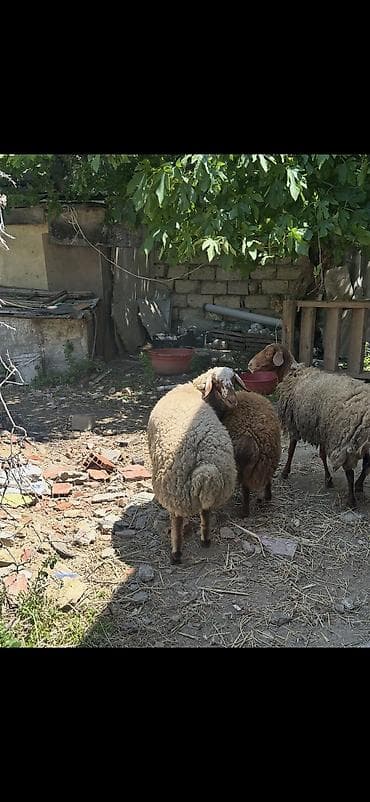cin bildircin: Qoyunlar, qoçlar — 2
